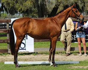 NO. 6 Allimony - 2012 Bay Oldenburg GOV Filly (Banderas x  Allegory - Roanoke