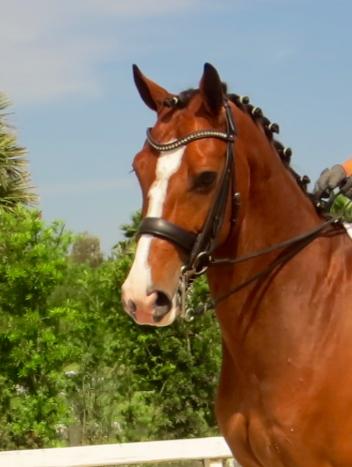 HeidiDressage LLC Sales Horse, “Look At Me” (Photo: Heidi Degele)