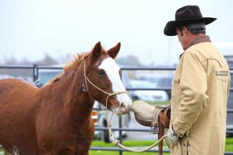 Ray introduces "Mustang Sally" to a saddle for the very first time.