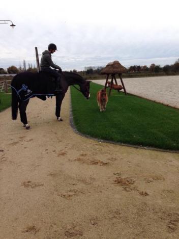 "Nidge" is the new mascot of Ashford Farm. Photo: Courtesy of Client.