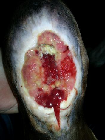 Oscar's tendon at the beginning of treatment.