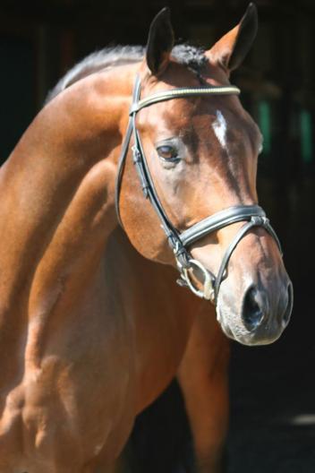 Hilltop Farm's Royal Prince (Rohdiamant – Prince Thatch xx – Wenzel I)