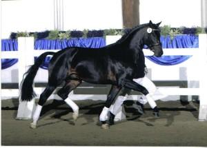 Unee BB at the stallion inspection (Photo: courtesy of Stal Waterval)