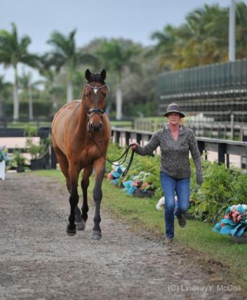 Ozzy Cooper jogs at the 2015 Adequan Global dressage Festival CPEDI3*, ridden by Angela Peavy, owned by Rebecca Reno, 2015. (Photo (c) Lindsay Y. McCall)