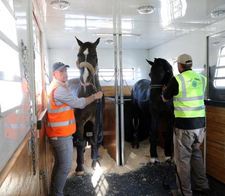 Reigning FEI World Cup Dressage champion Valegro and groom Alan Davies (left) shared travel accommodations with the stallion Painted Black (Photo: (c) Ken Braddick/Dressage-News.com)