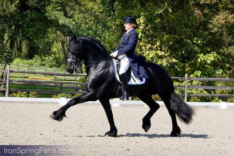 Iron Spring Farm's Brend 413 (by Brandus 345 out of Meta Van De Strubbenhof, Ster)