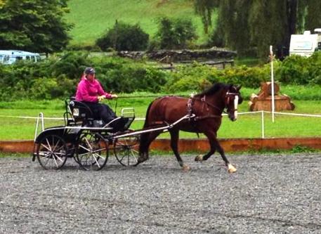 Suzy Stafford and Micha. (Photo courtesy of Stafford Carriage Driving)