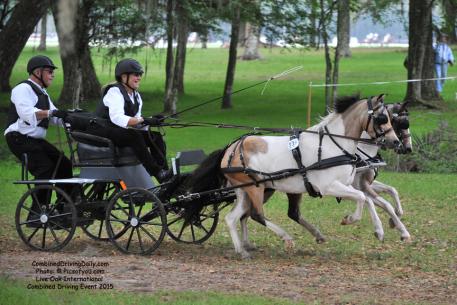 Mary Phelps with Al Capony and Bugsy Maloney at the Live Oak International CDE 2015, Wayne Humphreys navigating. Photo: PicsOfYou.com