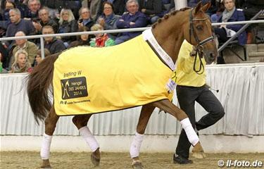 Breitling W has been named Hanoverian Stallion of the Year 2014 (Photo © LL-foto)
