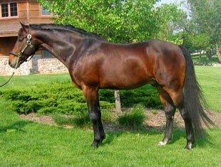 Wood's Lane Farm's Regazzoni (Rubinstein I x Werther)