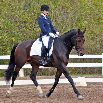 Bid on Aquila! A 16.3 hand Dutch gelding who won all three of his classes at the 2014 BLM Championships with scores to 75.4%.