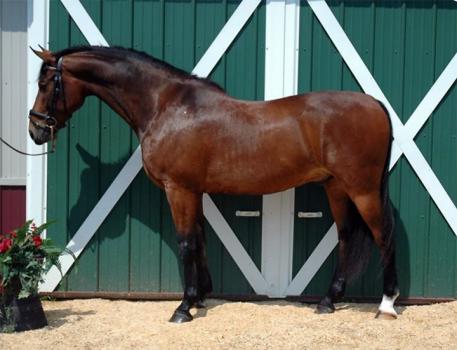 Lot 43 - Zandro 2004 Bay Gelding (Horal x Stormy Tequila)
