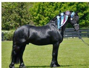 Iron Spring Farm's Meinse 439 (Heinse 354 Sport x Dirk 298 Sport)