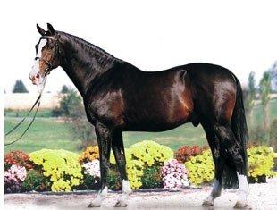 Consul stands at Iron Spring Farm in Coatesville, PA