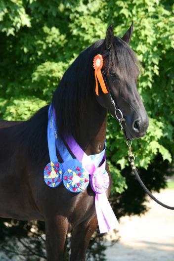 Iron Spring Farm's Evita ISF and Crystal Burr's Ivanka Nicole performed to crowning achievement in front of the able hands of trainer and driver, Suzy Stafford, at the September 18 FHANA Keuring hosted at Iron Spring Farm in Coatesville, PA. (Photo courtesy of Jennifer Terrey-Manderscheid)