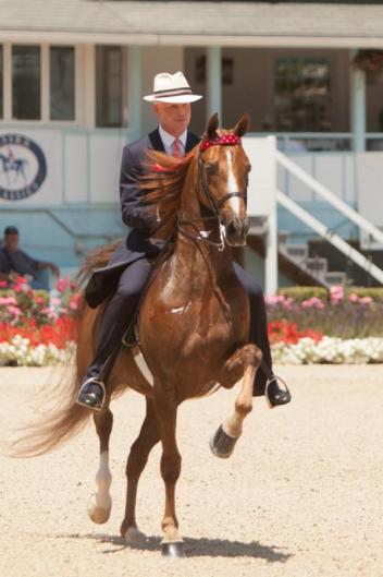 The American Saddlebreds will bring their unmatched excitement to the Dixon Oval - photo by Brenda Carpenter