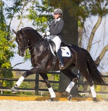 Iron Spring Farm's Uno Don Diego