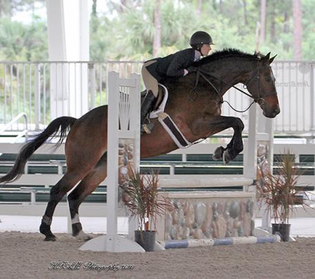 Zorro - Imported Dutch Hunter, Eq, and Jumper