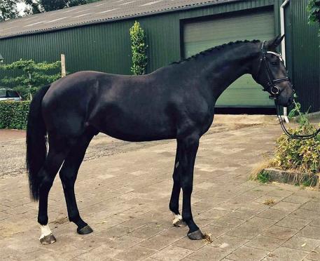 Zangersheide, Gitano, Flashpoint Bloodstock