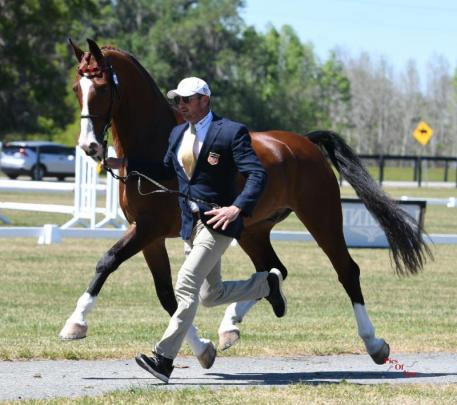 Chester Weber, 14-time USEF Four-in-Hand National Champion, presents one of his team at Wednesday's horse inspection (Photo: © Pics Of You)