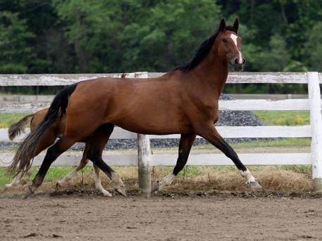  Ayscha (Welt Hit II x Rouletto x Aktuell)