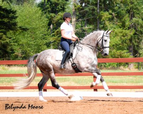 BandyT, KWPN, Gelding, Dutch Warmblood