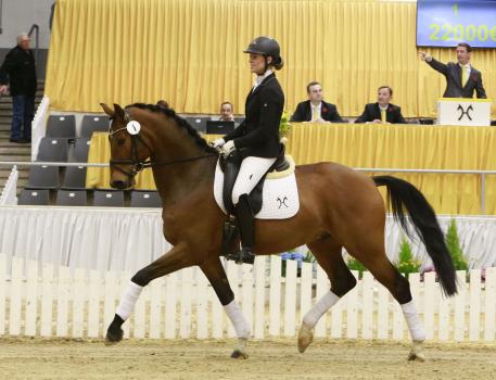Belaggio, Verden, Auction, 2016, Hanoverian