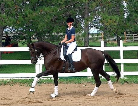 Bella Rubina WF, Hanoverian, Belissimo M, Flashpoint Bloodstock, Sporthorseauctions.com