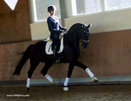BestMan HW - 2014 German Sporthorse Gelding