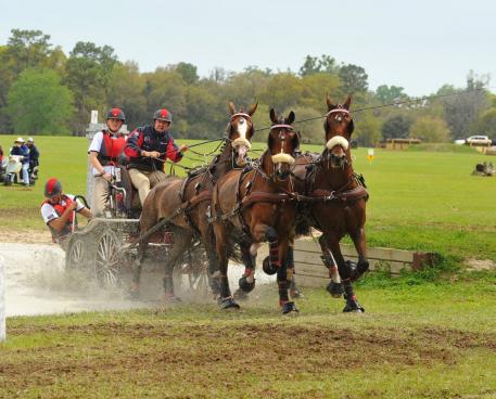 Chester Weber wins the Kingdom of the Sun CDE 2* at the Florida Horse Park in Ocala, Florida 