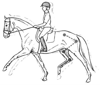 The younger horse in correct position, taking the hind legs under the center of gravity with an arched upward back and stepping into the riders hand, the first cervical vertebrae being the highest point. 