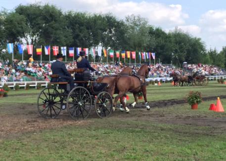 Kathi Dancer heads for the cones course at the  FEI World Pairs Driving Championships, Fabiansebestyen, Hungary 2015