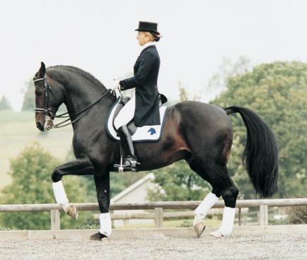 Zania, Sir Sinclair, Iron Spring Farm, Jami Kment