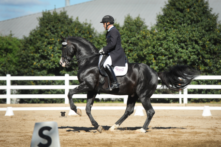 Every breeder’s dream: To see their own offspring perform in Grand Prix – here Doctor Wendell with Jim Kofort. 