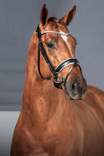 Don Cesar, Westphalian gelding (by Desperados x Manhattan) owned by Dr. Cesar Parra and his wife Marcela Ortiz Parra, 2015.