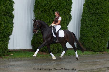Don Benito, Hanoverian, HorseMarket, Dressage