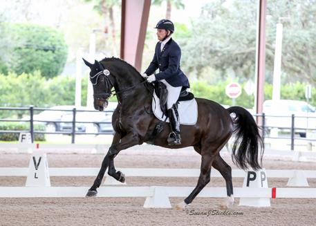 Double Designer - International Quality KWPN gelding by Diamond Hit