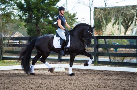 Douwe K.W. - 2009 Friesian Stallion ($75,000 - 00,000)