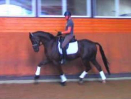Endel Ots and his now 6-year old Hanoverian gelding Lucky Strike (by Lord Laurie/His Highness), here during a training session with Christine Traurig last year in preparation for the Young Horse World Championships