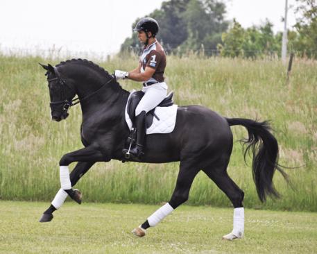 Everdale - 2009 KWPN Stallion (Lord Leatherdale x Negro)