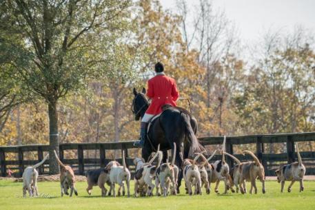 The Festival of the Hunt will take place at TIEC from November 15-19, highlighting the Field Hunter Championships on Friday and Saturday. 