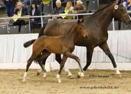 Grey Fantastic, Gray Flanell, Fundation, Stedinger, Hanoveraner Verband, Verden Auction