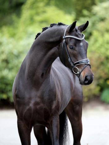 Freddie EDI - 2014 Oldenburg Gelding