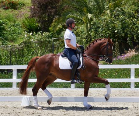 Freya - 2010 Hanoverian Mare