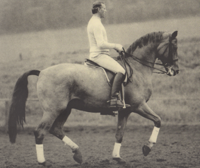 German Master Harry Boldt showing a perfectly collected horse, trained based on the principles of the training pyramid, a well-tried and proven concept. 