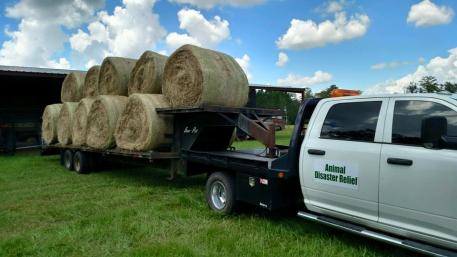 Hay is on the way to Louisiana