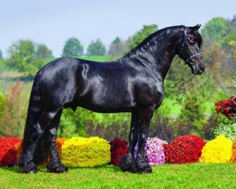 Hedser 465, Sport, Friesian, Stallion, Iron Spring Farm