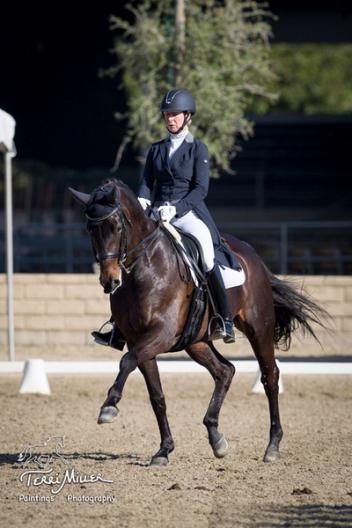 Hello Halli - 2009 Hanoverian Mare, HorsesDaily's HorseMarket