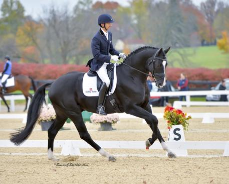 Hilltop Farm Presents - Sternlicht Hilltop (Soliman de Hus x EM Rhapsody GGF)