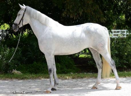 Holstana DC is a 3-year-old Holsteiner/Lusitano mare just started under saddle by Carmen Franco. She was the IALHA National Champion Half Lusitano Fillies and Mares in 2012, 2013 and 2014. Photo by Queca Franco. 